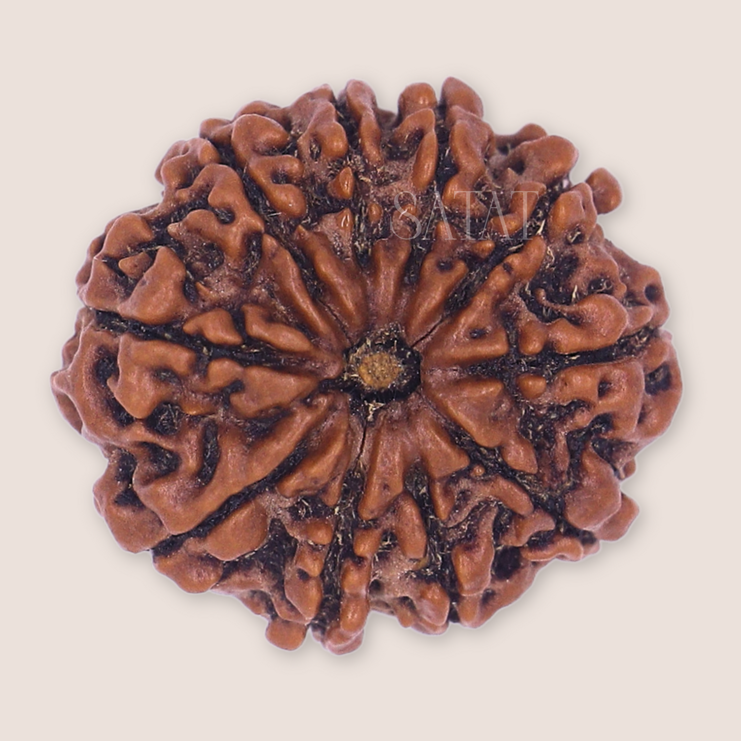 10 Mukhi Rudraksha Bead | Original Nepalese Bead | Certified from an ISO-recognised lab- RGL | For Vastu Dosha Nivaran