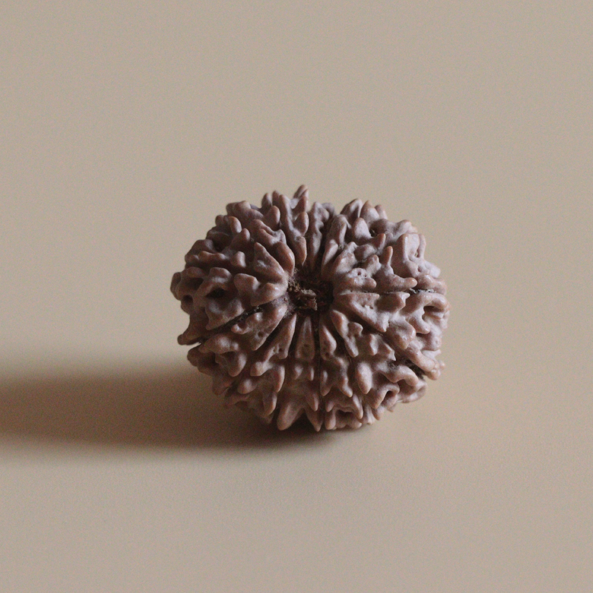 14 Mukhi Rudraksha Authentic Nepal Origin Collector Bead |