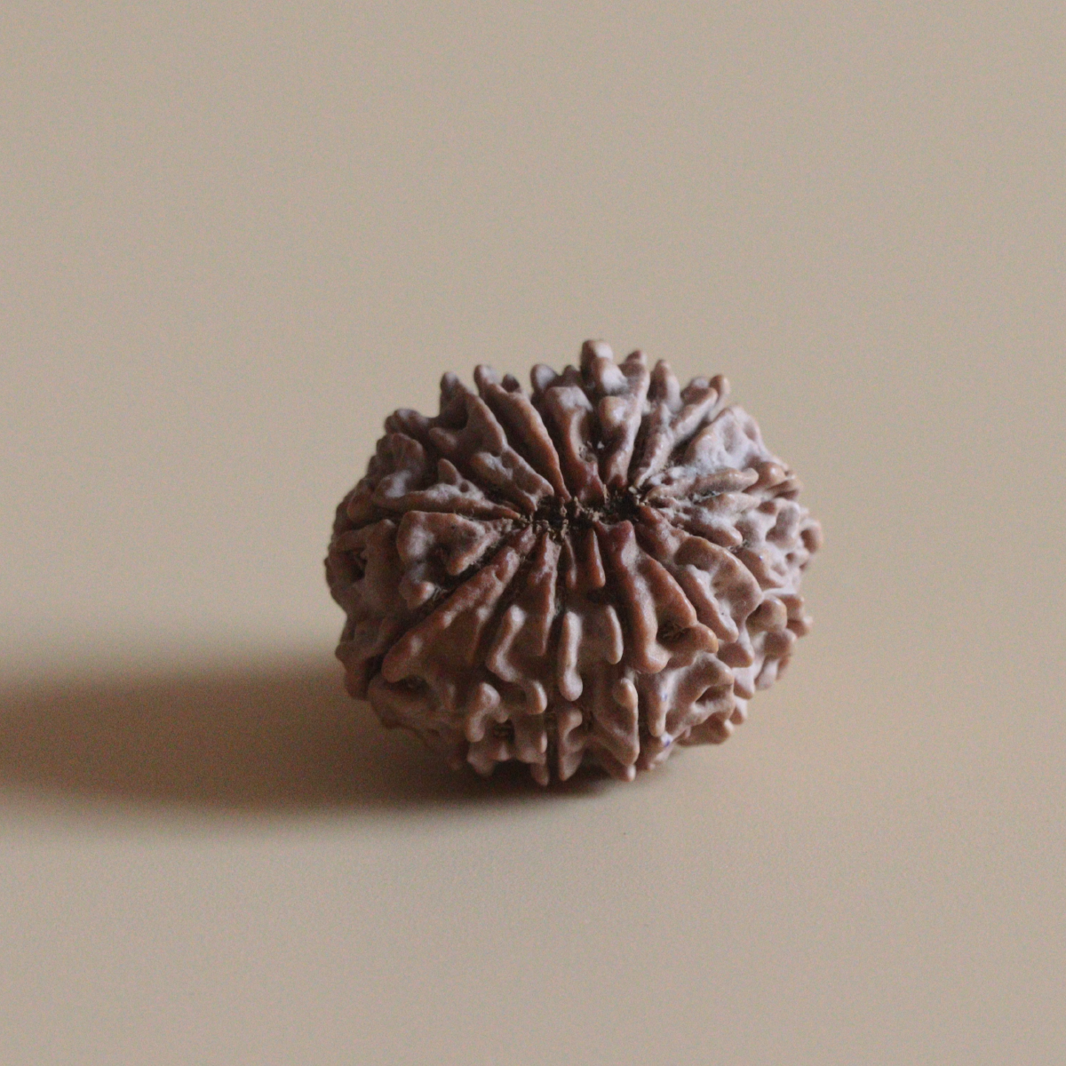 14 Mukhi Rudraksha Authentic Nepal Origin Collector Bead |