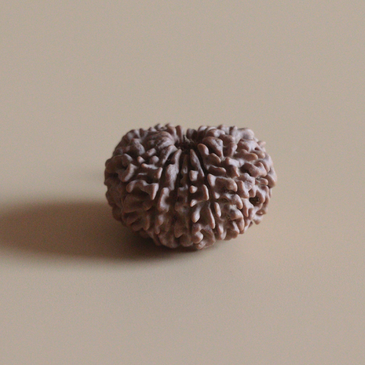 14 Mukhi Rudraksha Authentic Nepal Origin Collector Bead |