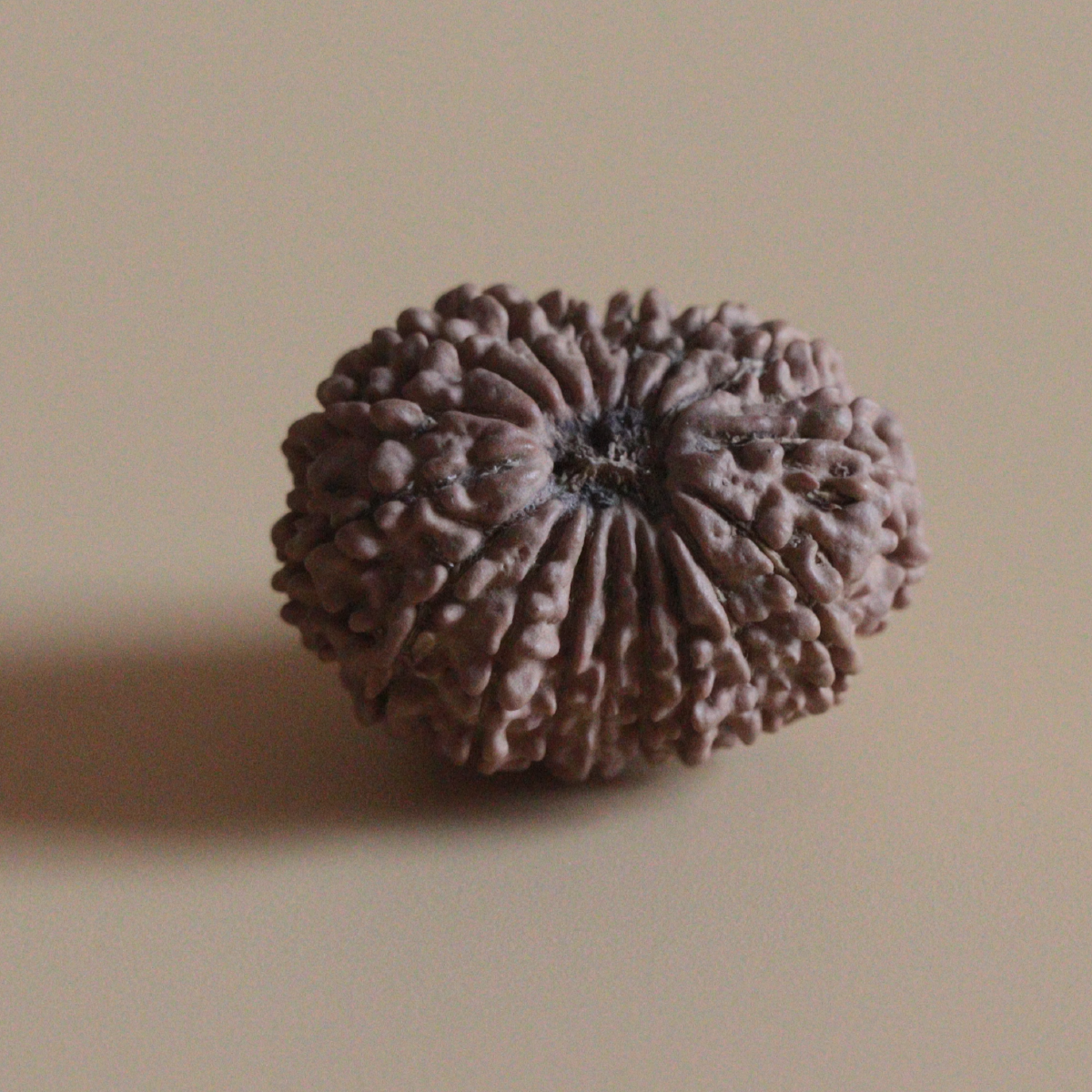 17 Mukhi Rudraksha Nepal Origin Collector Bead