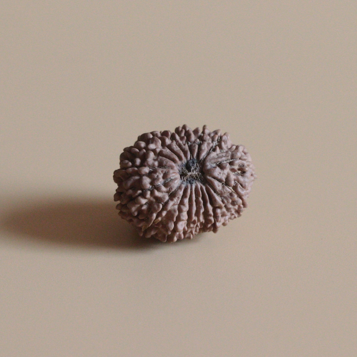 17 Mukhi Rudraksha Nepal Origin Collector Bead