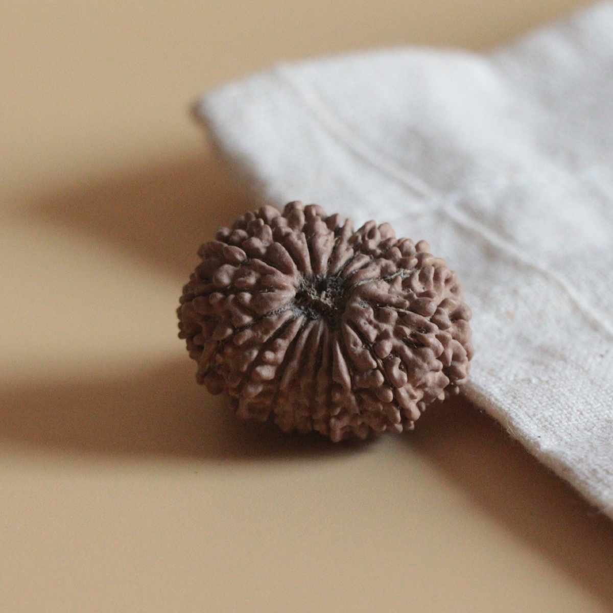 17 Mukhi Rudraksha Nepal Origin Collector Bead