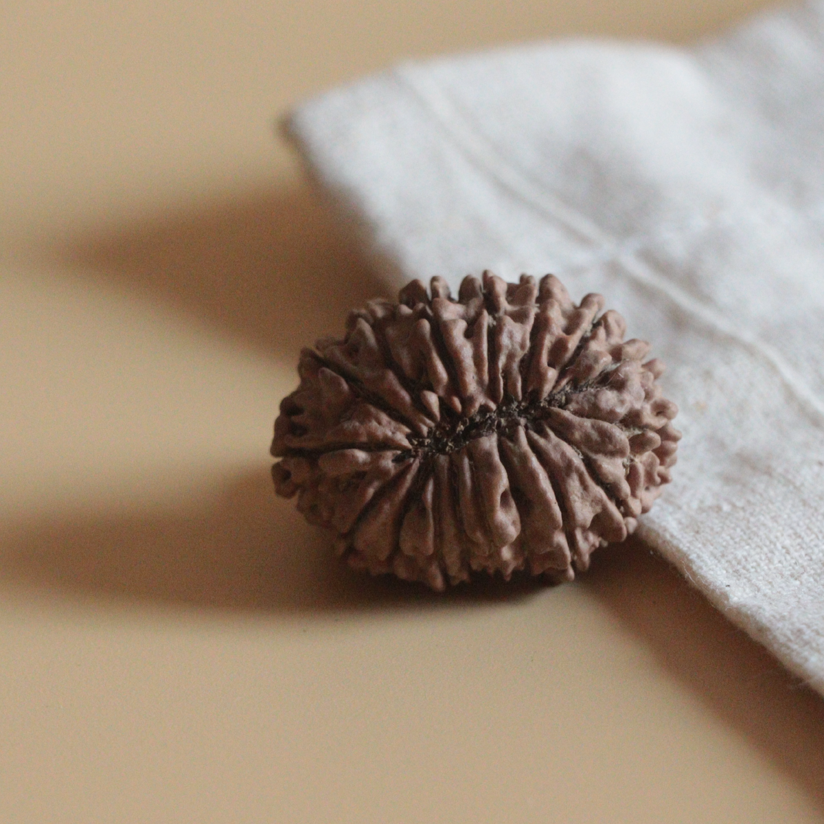 17 Mukhi Rudraksha Nepal Origin Collector Bead