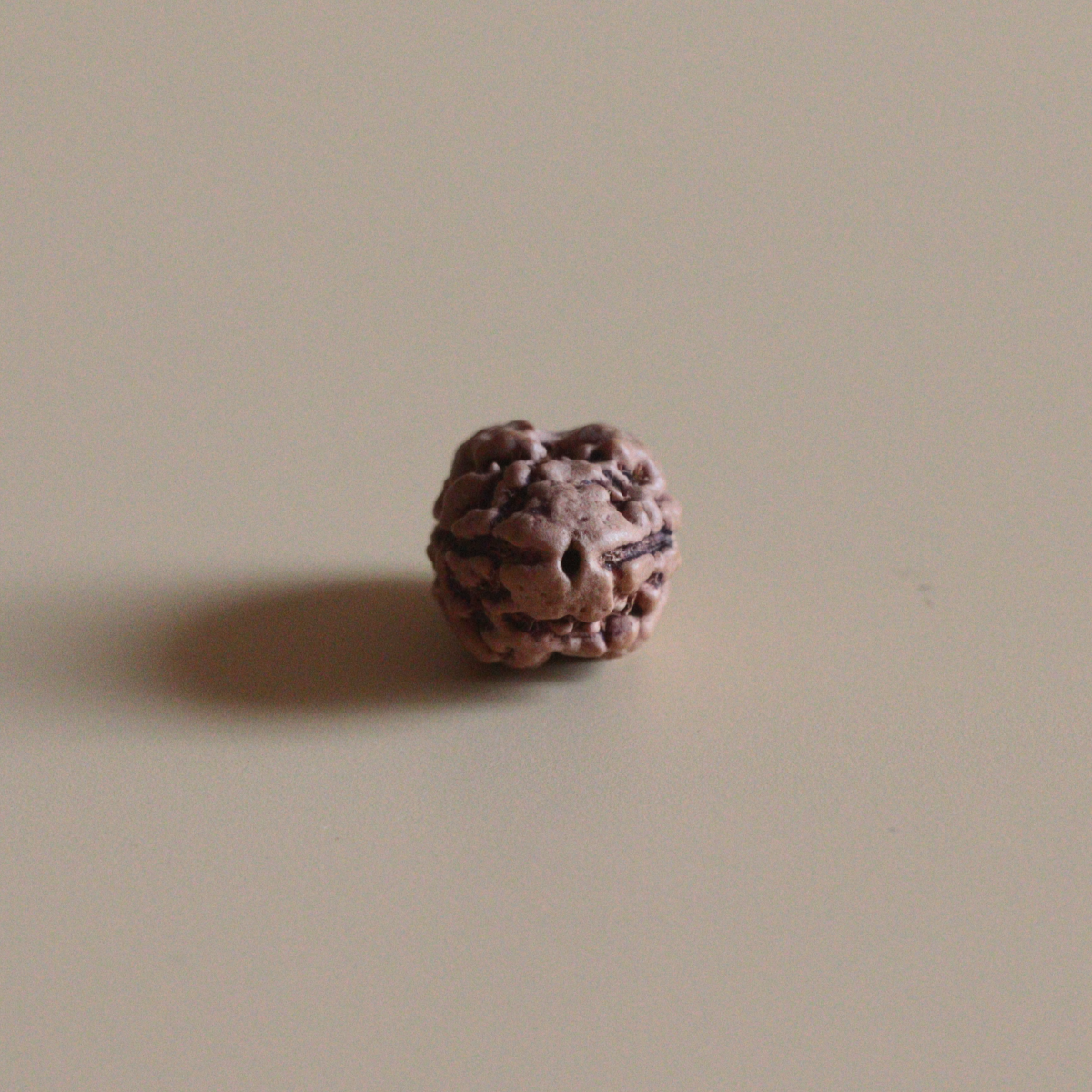 2 Mukhi Rudraksha Nepal Origin Collector Bead