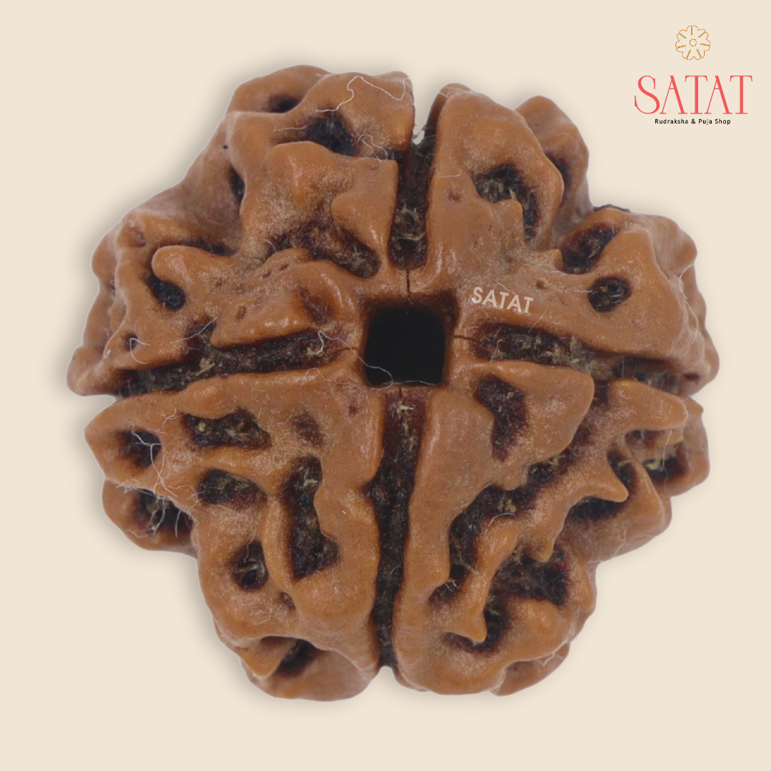 4 Mukhi Rudraksha Bead | with Xray & Lab Certificate | Nepal Origin