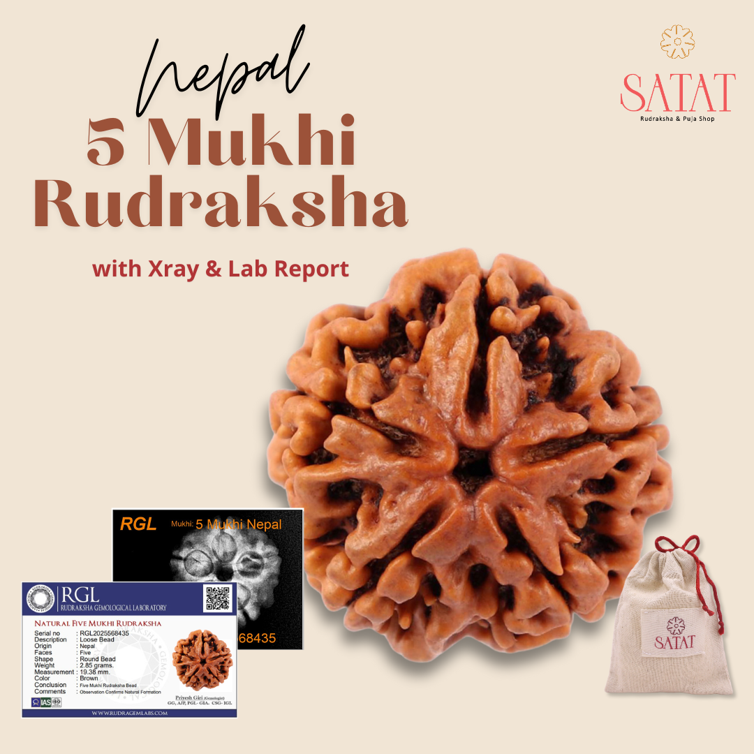 5 Mukhi Nepal Rudraksha with X-Ray & Lab Report