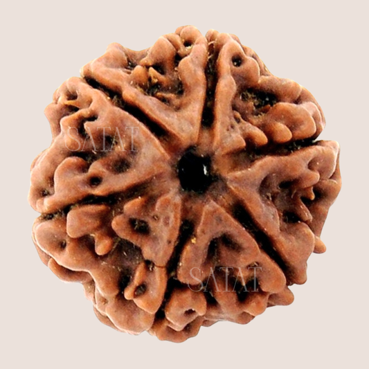 Authentic 6 Mukhi Nepal Rudraksha | Lab & X-Ray Certified | Nepal Origin