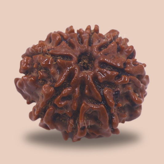 9 Mukhi Original Rudrakhsa Bead | Nepal Origin | Certified by RGL | For Protection & Courage | Blessed by Maa Durga