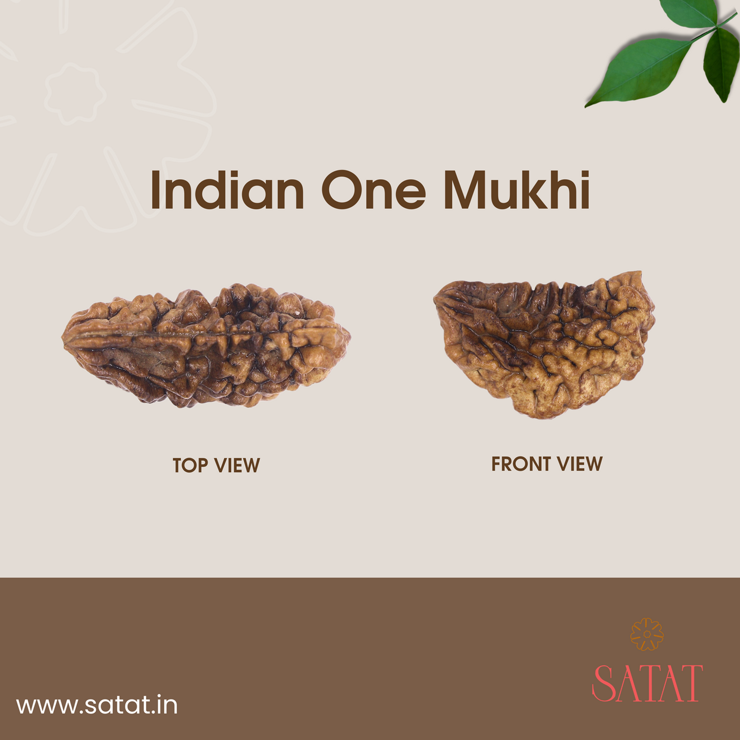 SATAT One Mukhi Rudraksha | Original Hiamalayan Bead | 20-30mm | Certified from ISO-recognised Lab - RGL