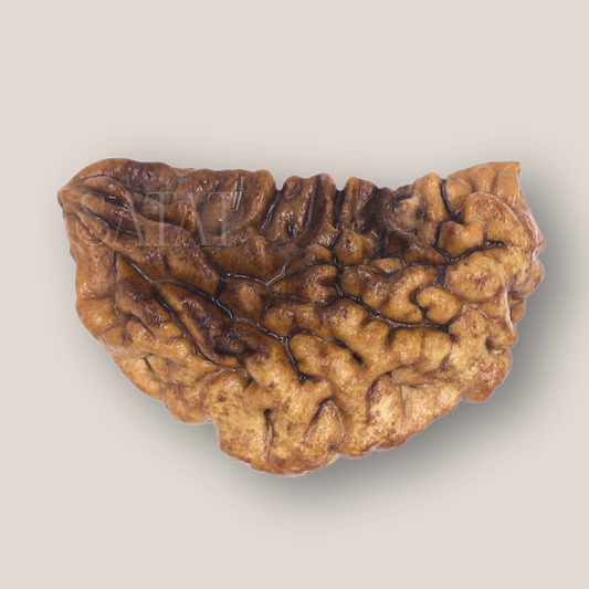 SATAT One Mukhi Rudraksha | Original Hiamalayan Bead | 20-30mm | Certified from ISO-recognised Lab - RGL