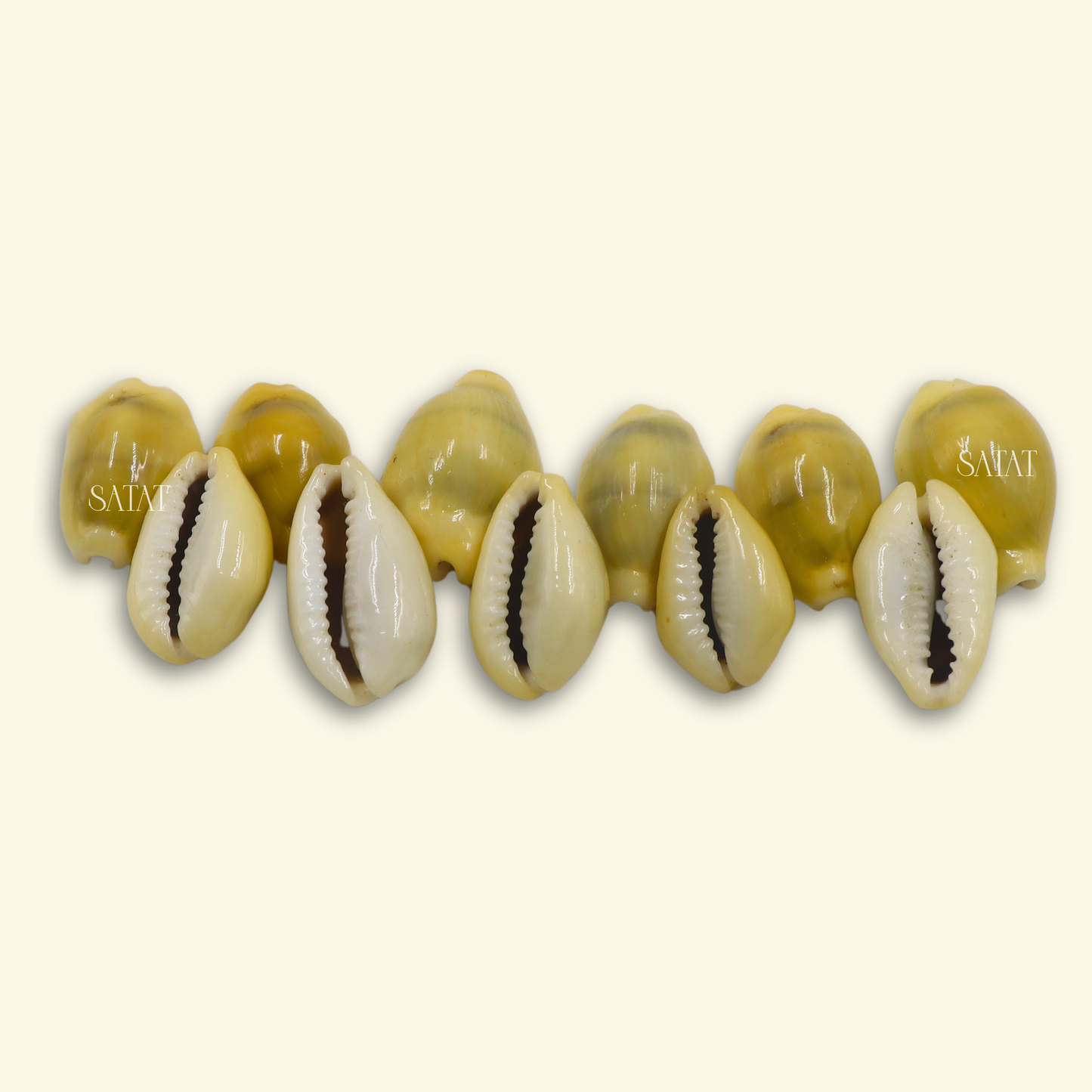 Yellow Cowrie | Pack of 11 | Hand-Picked Pieces| For Lakshmi Pooja at Diwali