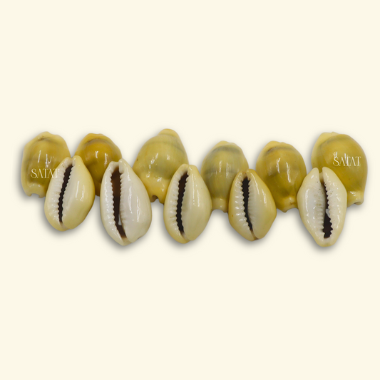 Yellow Cowrie | Pack of 11 | Hand-Picked Pieces| For Lakshmi Pooja at Diwali