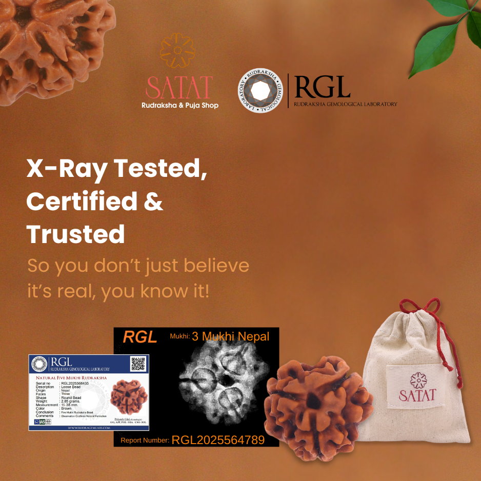 3 Mukhi Nepal Rudraksha