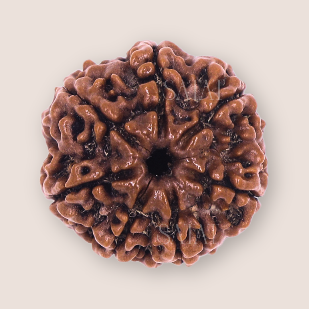 Satat 7 mukhi seven Face rudraksha sourced from Nepal, certified by Rudraksha gemological laboratory, an ISO-recognised Lab. Shop NOw Saat Mukhi Rudraksha Bead 100% Original