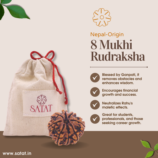 original 8 Mukhi rudraksha sourced from Nepal, certified by Iso-recognised Lab (RGL). 18-30mm Size. SHop from SATAT rudraksha & puja shop online.