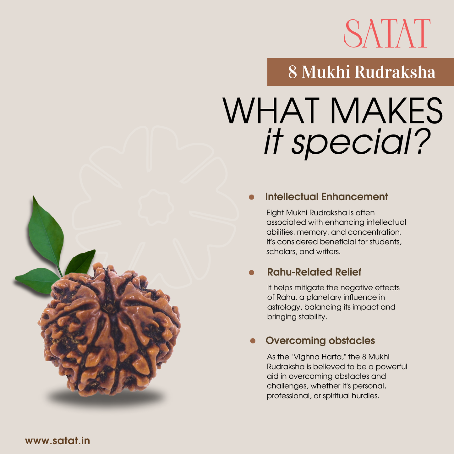 original 8 Mukhi rudraksha sourced from Nepal, certified by Iso-recognised Lab (RGL). 18-30mm Size. SHop from SATAT rudraksha & puja shop online.