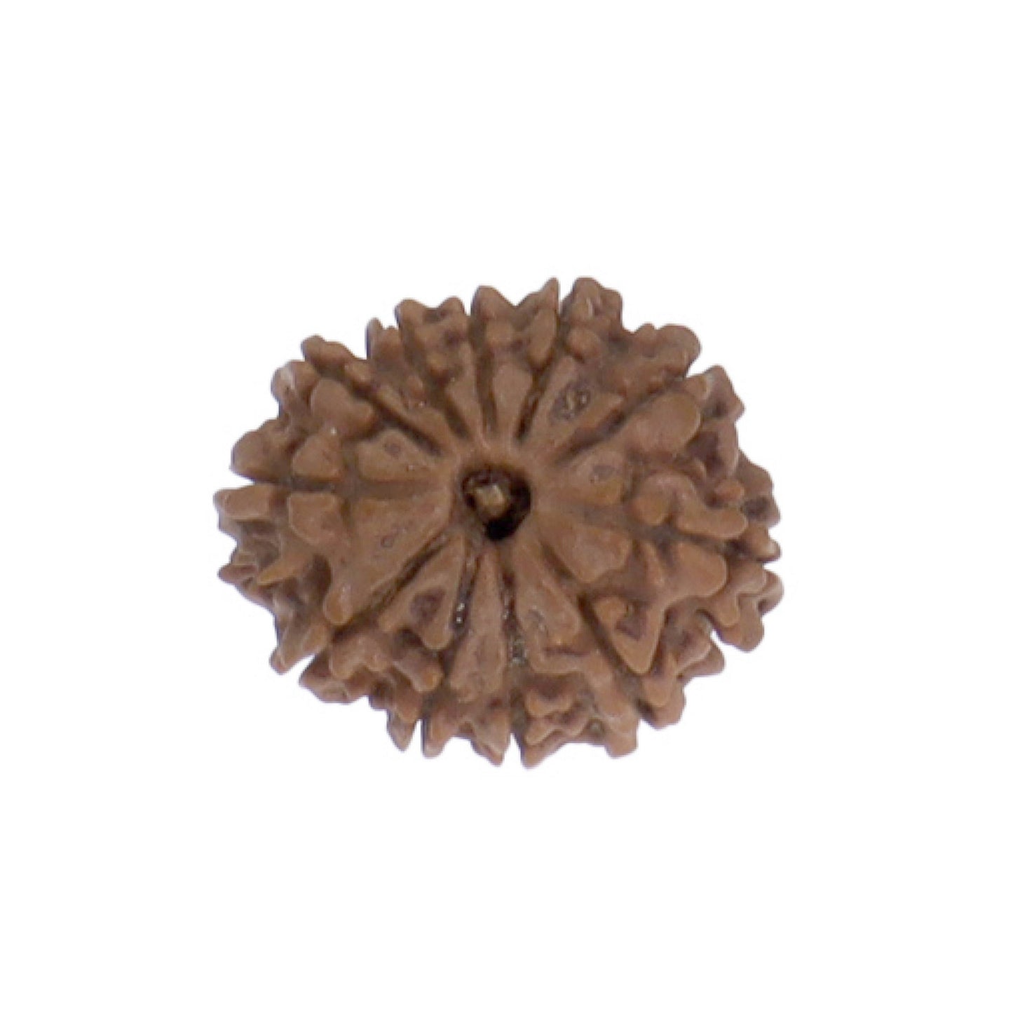 11 Face Mukhi Nepal Rudraksha Original