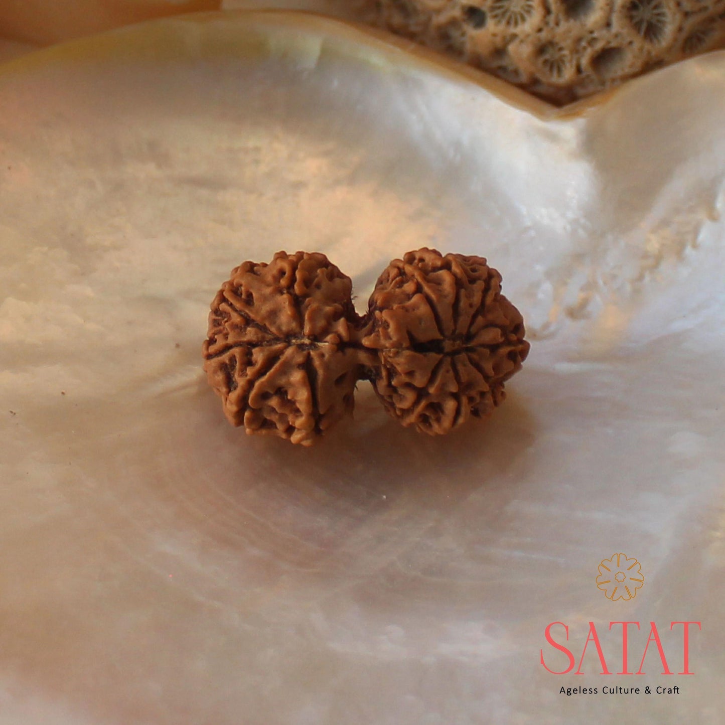 Gauri Shankar Rudraksha