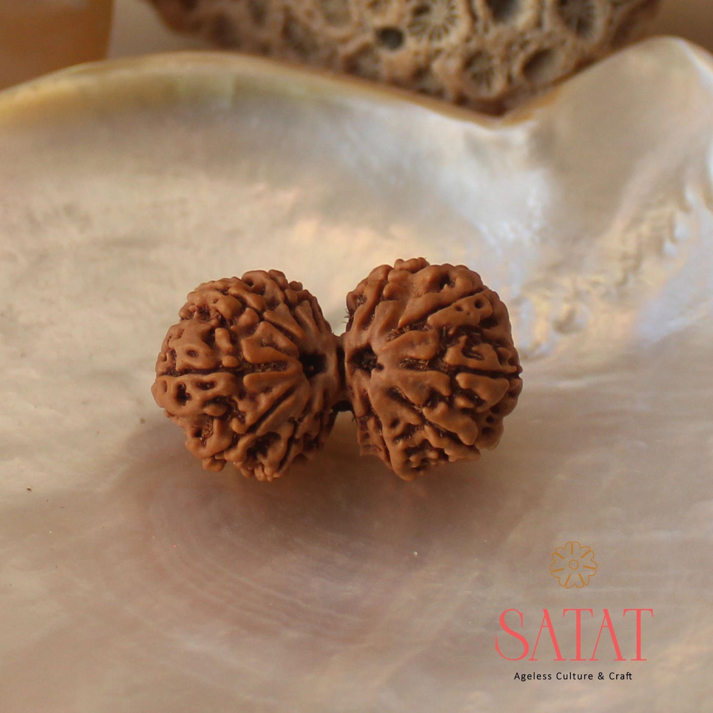 Gauri Shankar Rudraksha