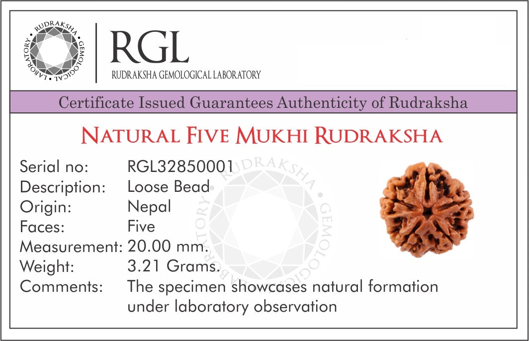 Rudraksha Mala with 5 Mukhi Nepal Rudraksha Chandi Locket