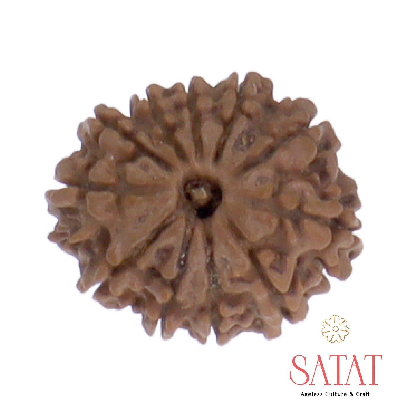11 Face Mukhi Nepal Rudraksha Original