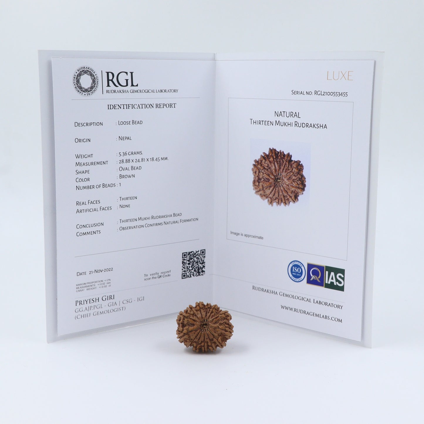 13 Mukhi Nepal Rudraksha Bead | Lab Certified
