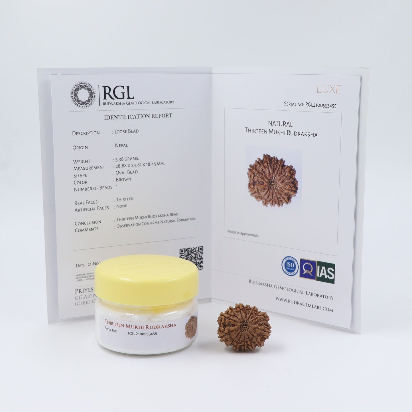 13 Mukhi Nepal Rudraksha Bead | Lab Certified