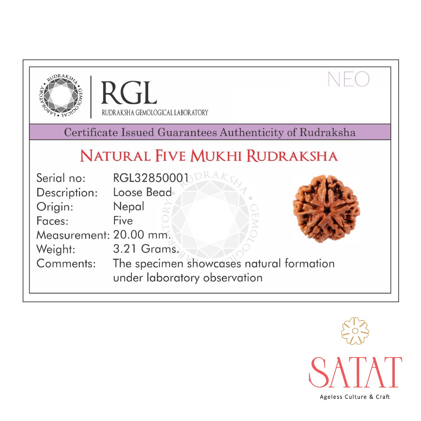 5 Face Nepal Rudraksha Certificate