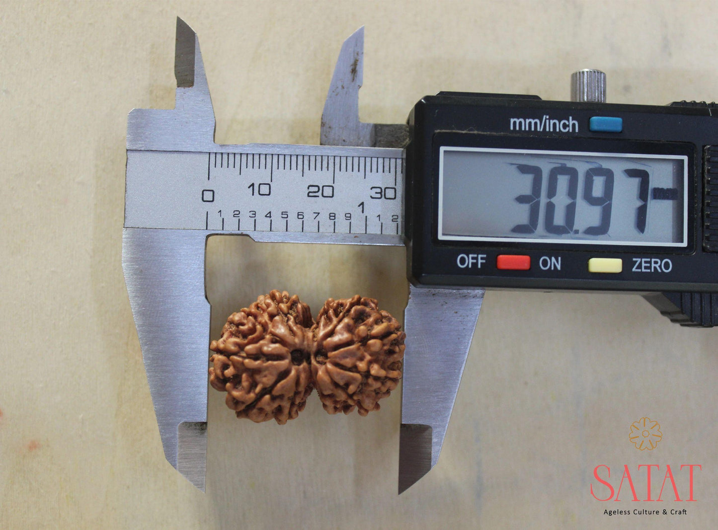 Gauri Shankar Rudraksha