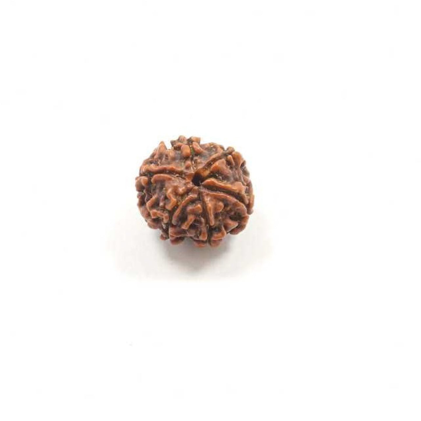 Six Mukhi Nepal Rudraksha With Certifictae