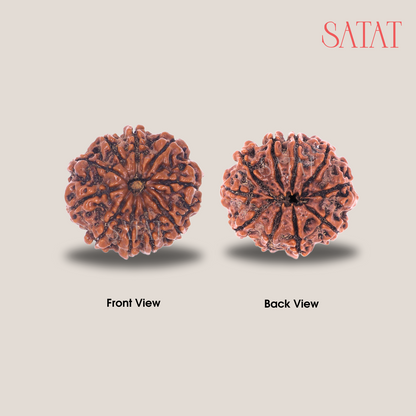 10 Mukhi Rudraksha Bead | Original Nepalese Bead | Certified from an ISO-recognised lab- RGL | For Vastu Dosha Nivaran
