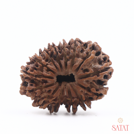 14 Mukhi Nepal Rudrasksha Bead Original Lab Certified Satat