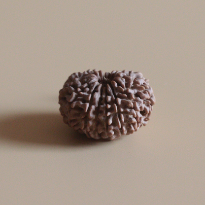 14 Mukhi Rudraksha Authentic Nepal Origin Collector Bead |