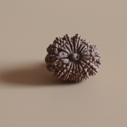 17 Mukhi Rudraksha Nepal Origin Collector Bead