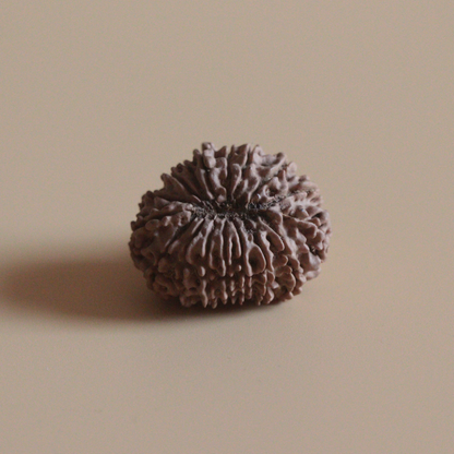 17 Mukhi Rudraksha Nepal Origin Collector Bead