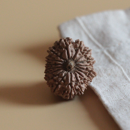 17 Mukhi Rudraksha Nepal Origin Collector Bead