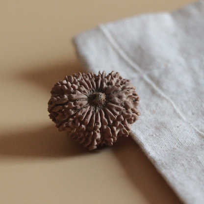 17 Mukhi Rudraksha Nepal Origin Collector Bead