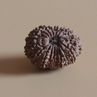 17 Mukhi Rudraksha Nepal Origin Collector Bead