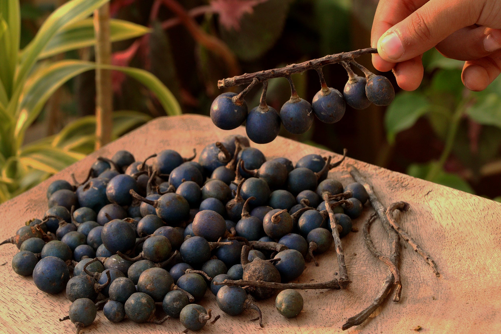 Original rudraksha Shop satat | Get certified Rudraksha Beads at best price from satat.