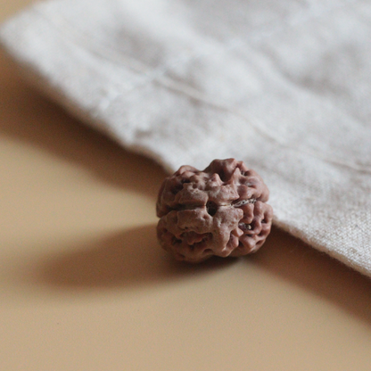 2 Mukhi Rudraksha Nepal Origin Collector Bead