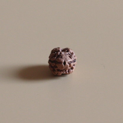 2 Mukhi Rudraksha Nepal Origin Collector Bead