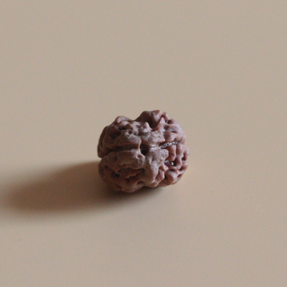 2 Mukhi Rudraksha Nepal Origin Collector Bead