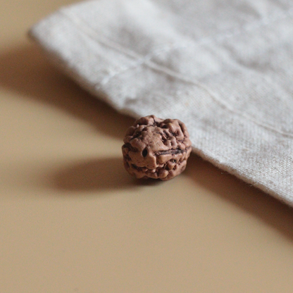 2 Mukhi Rudraksha Nepal Origin Collector Bead