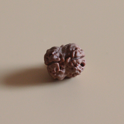 2 Mukhi Rudraksha Nepal Origin Collector Bead