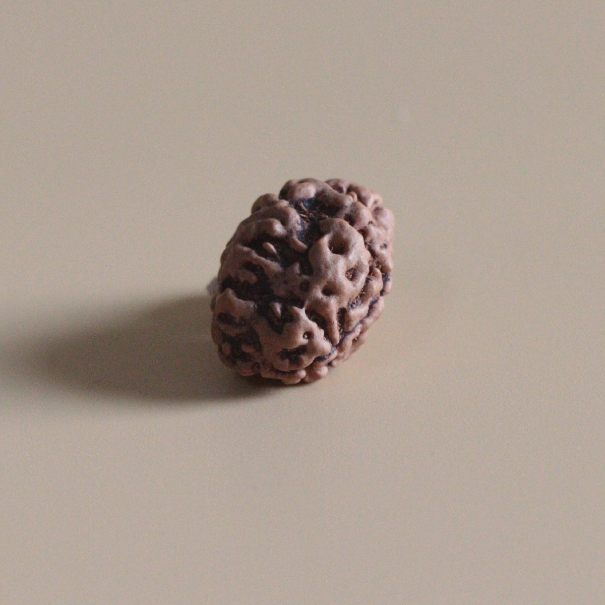 2 Mukhi Rudraksha Nepal Origin Collector Bead