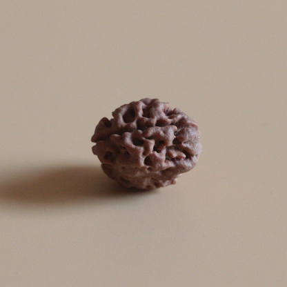 2 Mukhi Rudraksha Nepal Origin Collector Bead