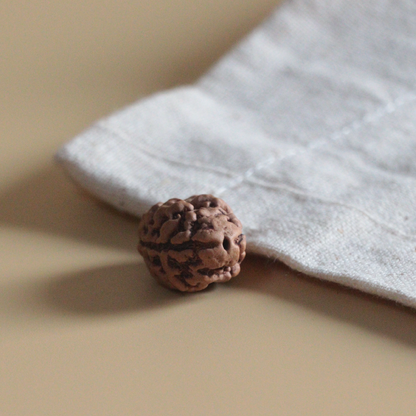 2 Mukhi Rudraksha Nepal Origin Collector Bead