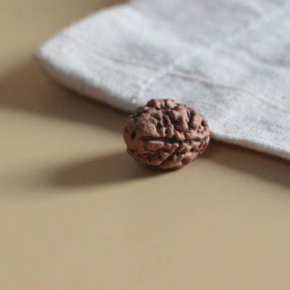 2 Mukhi Rudraksha Nepal Origin Collector Bead