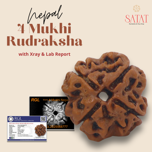 4 Mukhi Rudraksha Bead | with Xray & Lab Certificate | Nepal Origin